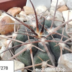 gymnocalycium armatum LF278