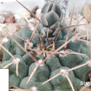 gymnocalycium intertextum moserianum MT08-400