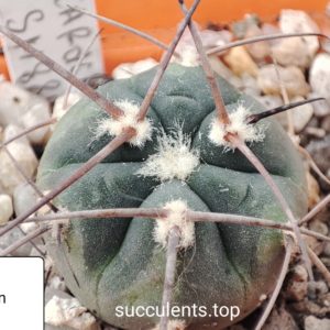 gymnocalycium cardenesianum SH889
