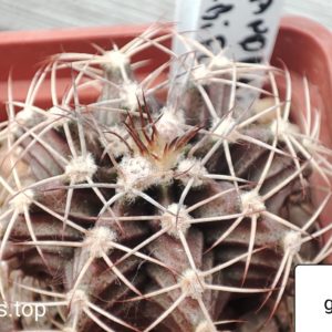 gymnocalycium mihanovichii albiflorum