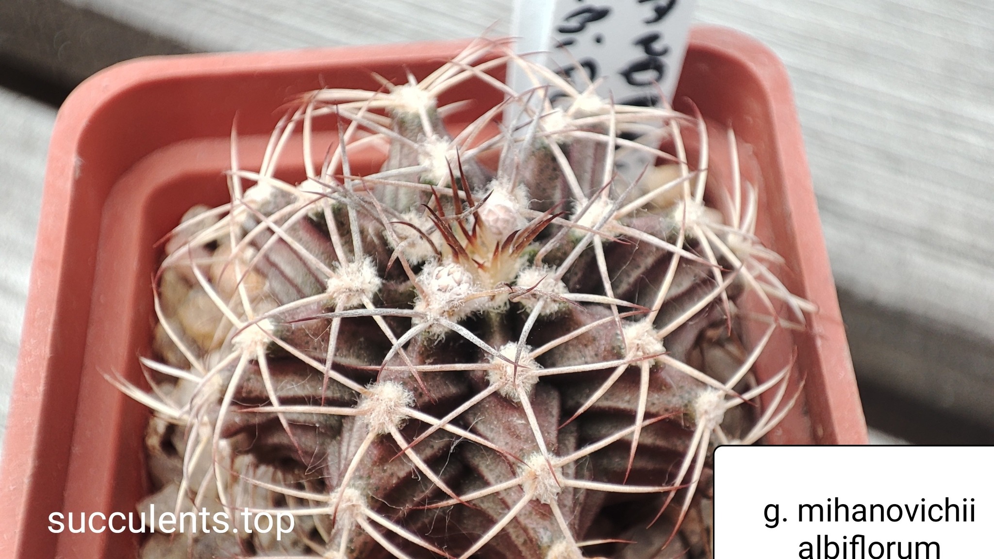 gymnocalycium mihanovichii albiflorum