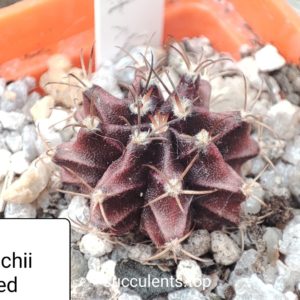 gymnocalycium mihanovichii cv violet x red