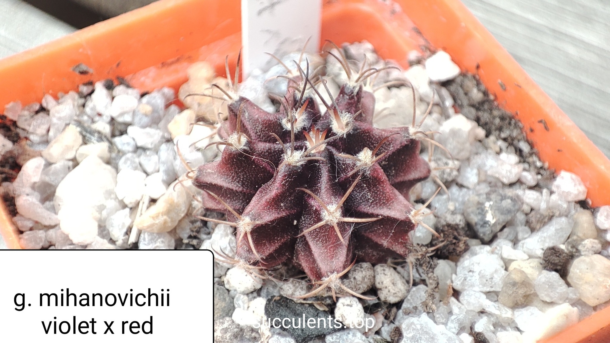 gymnocalycium mihanovichii cv violet x red