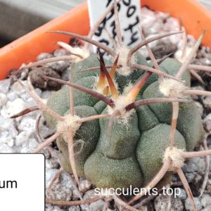 gymnocalycium carminantum BKS113