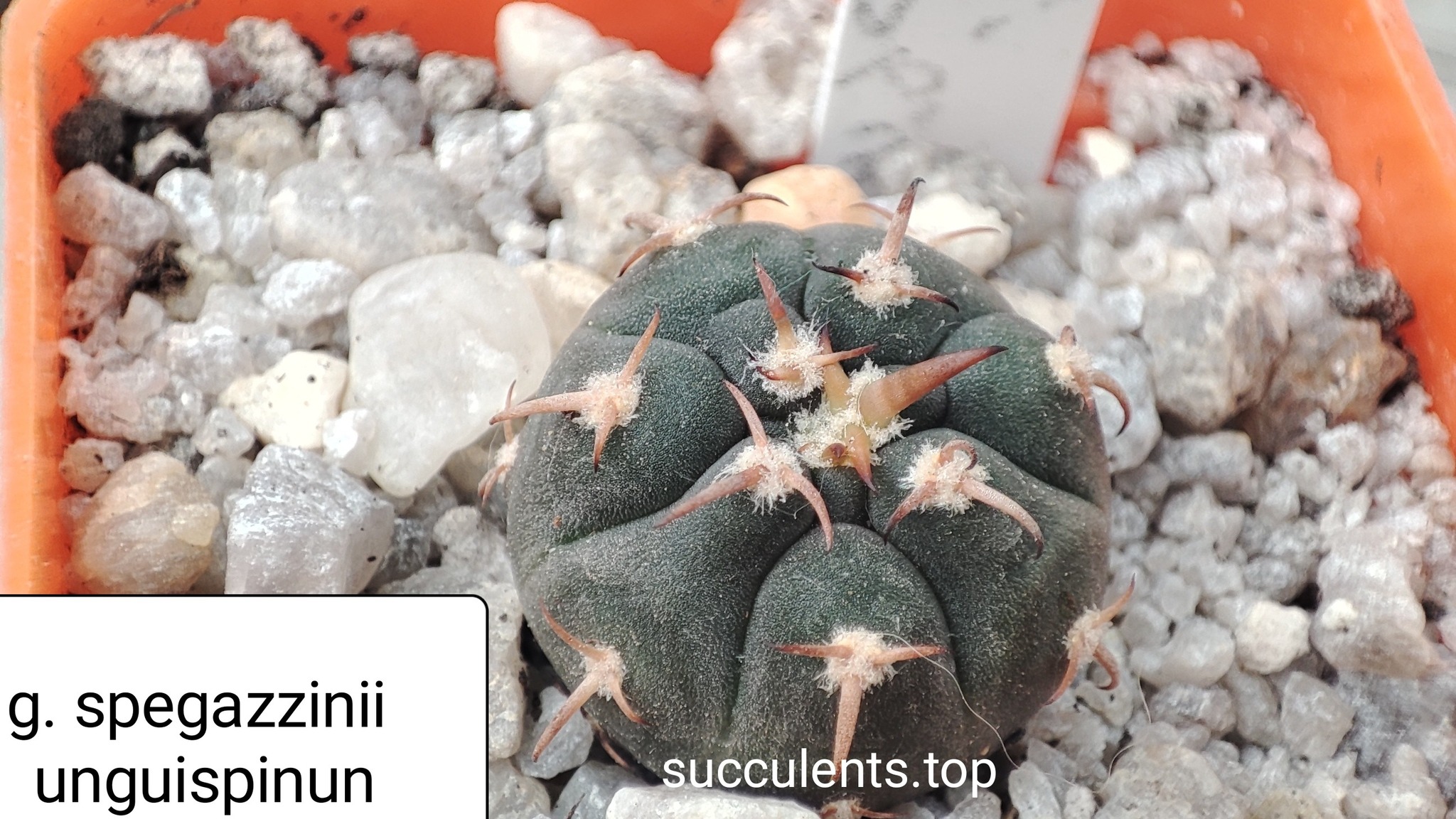 gymnocalycium spegazzinii unguispinum