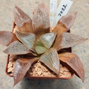 7482 Haworthia comptoniana hybrid