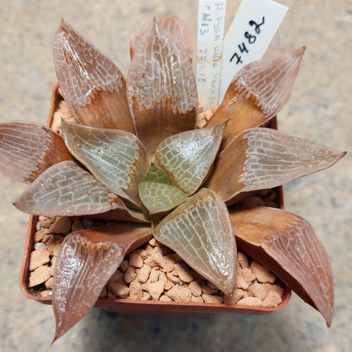 7482 Haworthia comptoniana hybrid