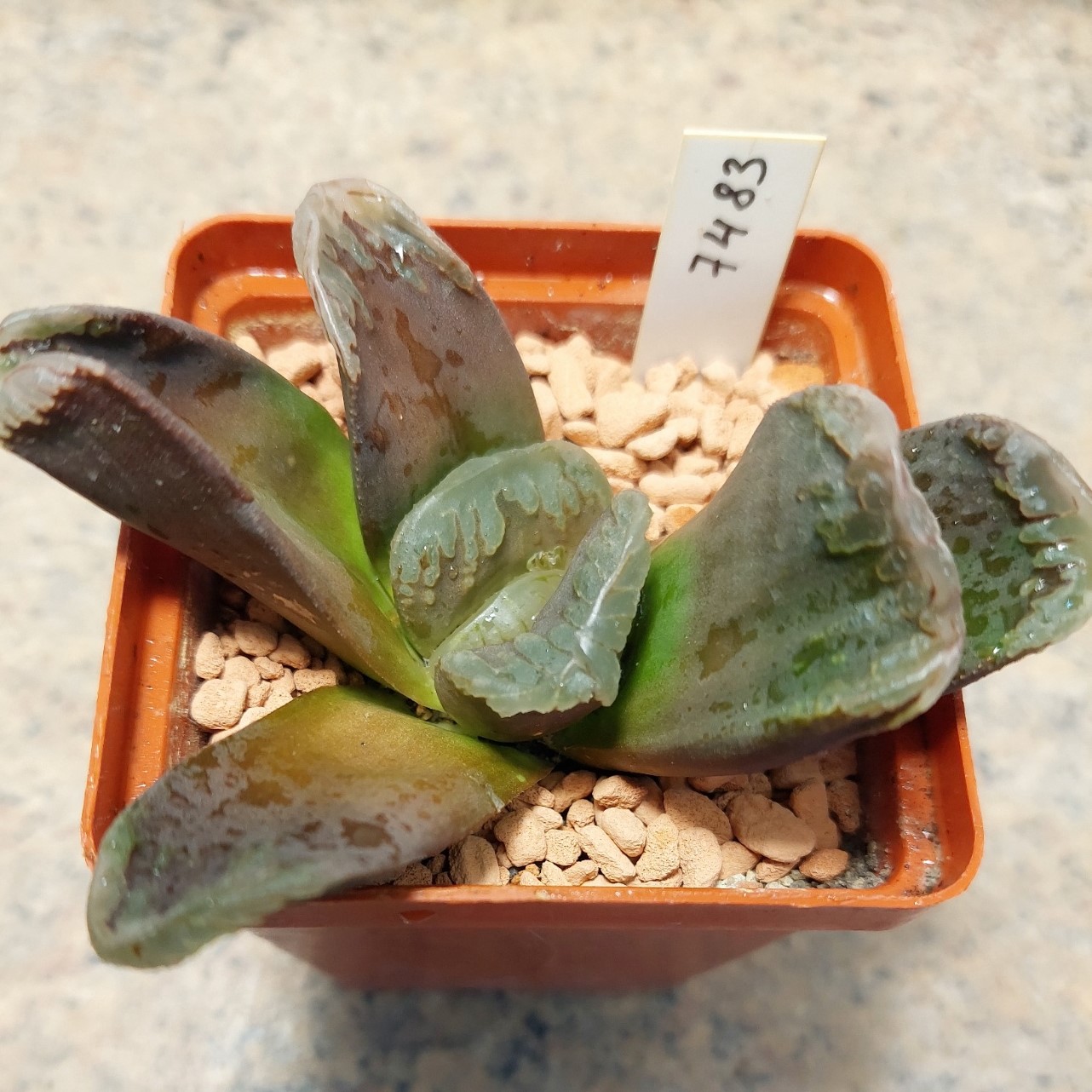7483 Haworthia truncata hybrid