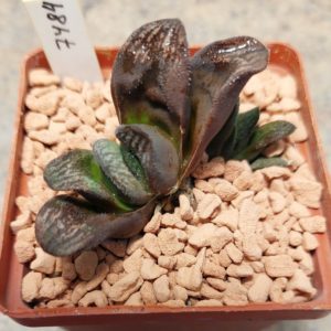 7484 Haworthia splendens x truncata