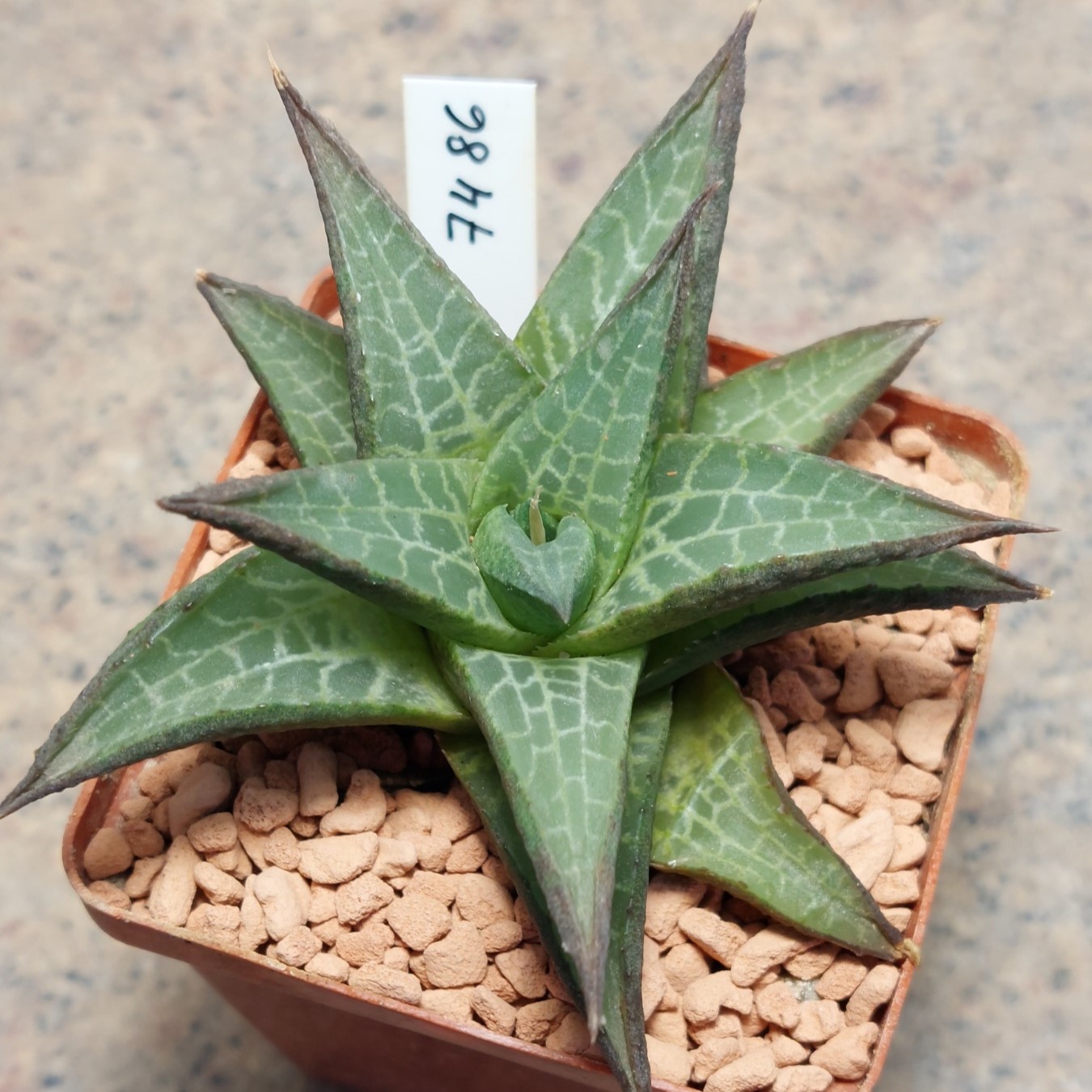 7486 Haworthia tesselata IB149 RIB0593 -Petrusville , W . Orange River-