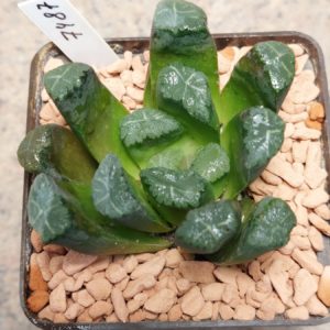 7487 Haworthia maughanii hybrid