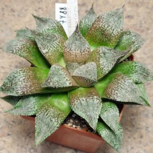 7488 Haworthia 'Yulia' x esterhuisenii x 'Kegazato' x picta