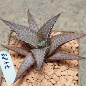7489 Haworthia tesselata ‘Thunder Dragon’ ex Cactus Nishi -Japan-