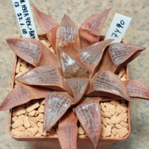 7490 Haworthia comptoniana hybrid
