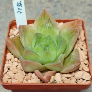 7492 Haworthia cymbiformis hybrid