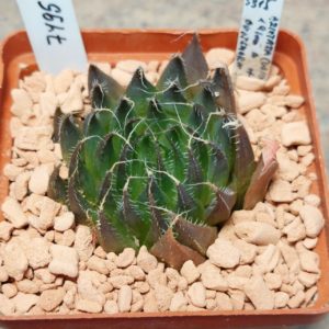 7495 Haworthia aristata