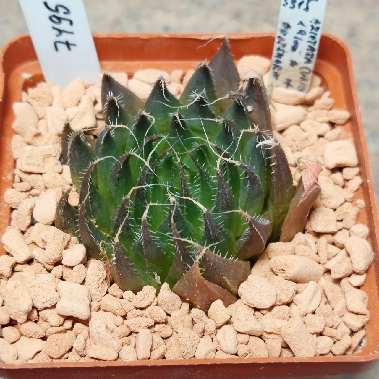 7495 Haworthia aristata