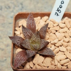 7500 Haworthia 'Yulia' x maraisii F2