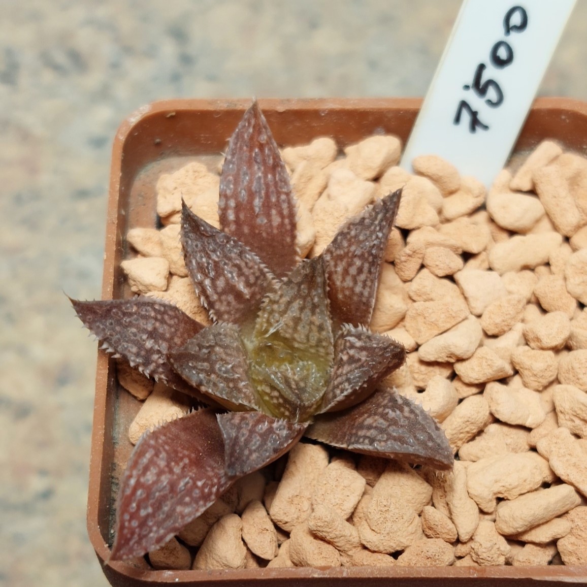 7500 Haworthia 'Yulia' x maraisii F2