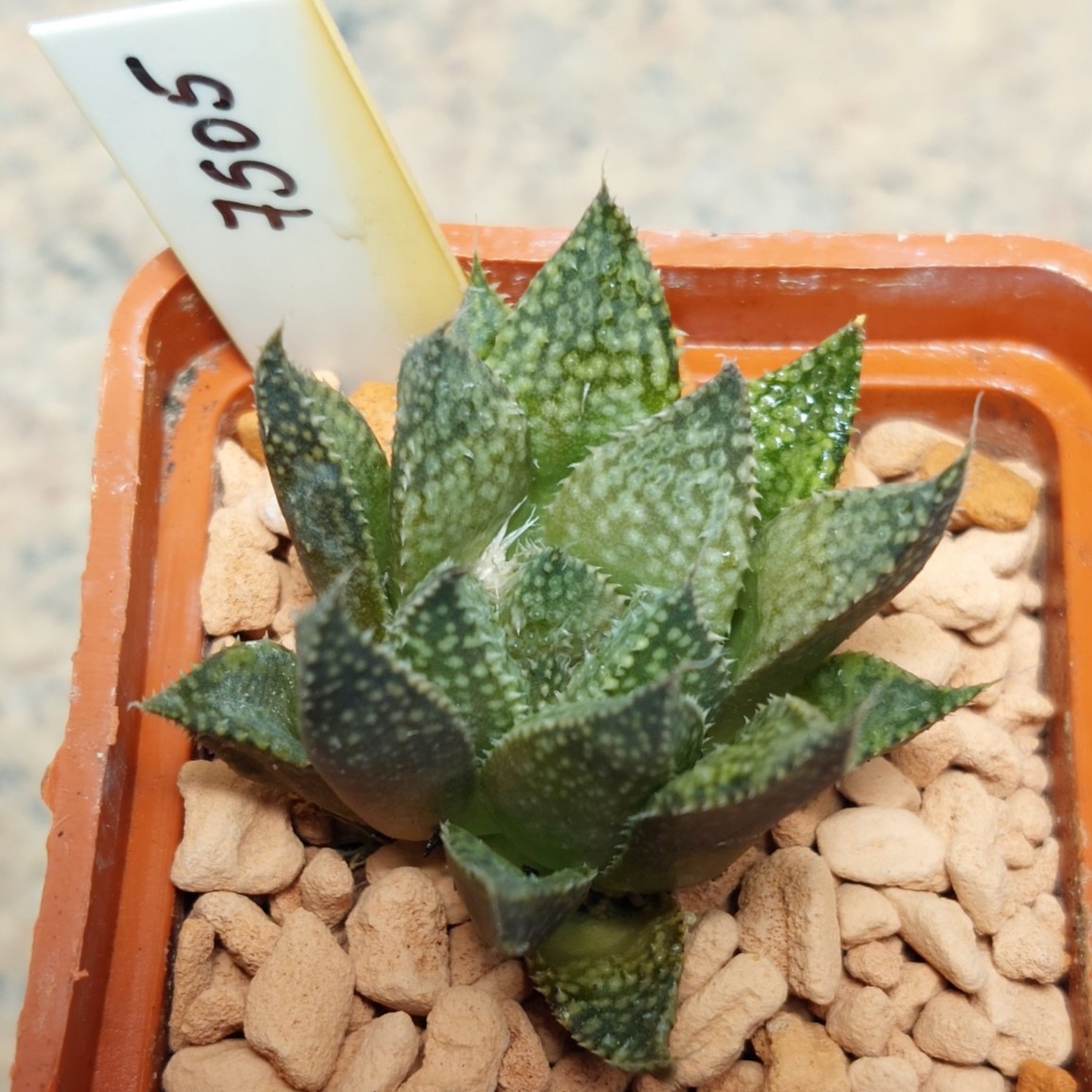 7505 Haworthia reticulata x esterhuisenii