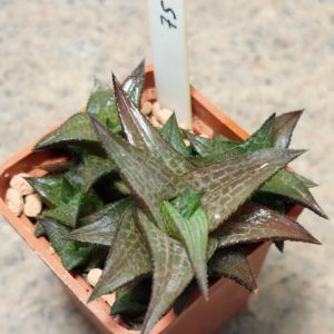 7510  Haworthia tesselata x coriacea весь горщик