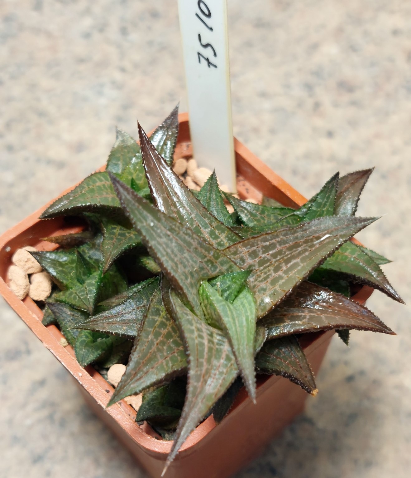 7510  Haworthia tesselata x coriacea весь горщик