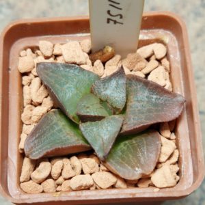 7511 Haworthia comptoniana hybrid