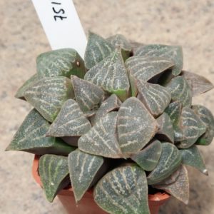 7514 Haworthia pygmaea hybrid