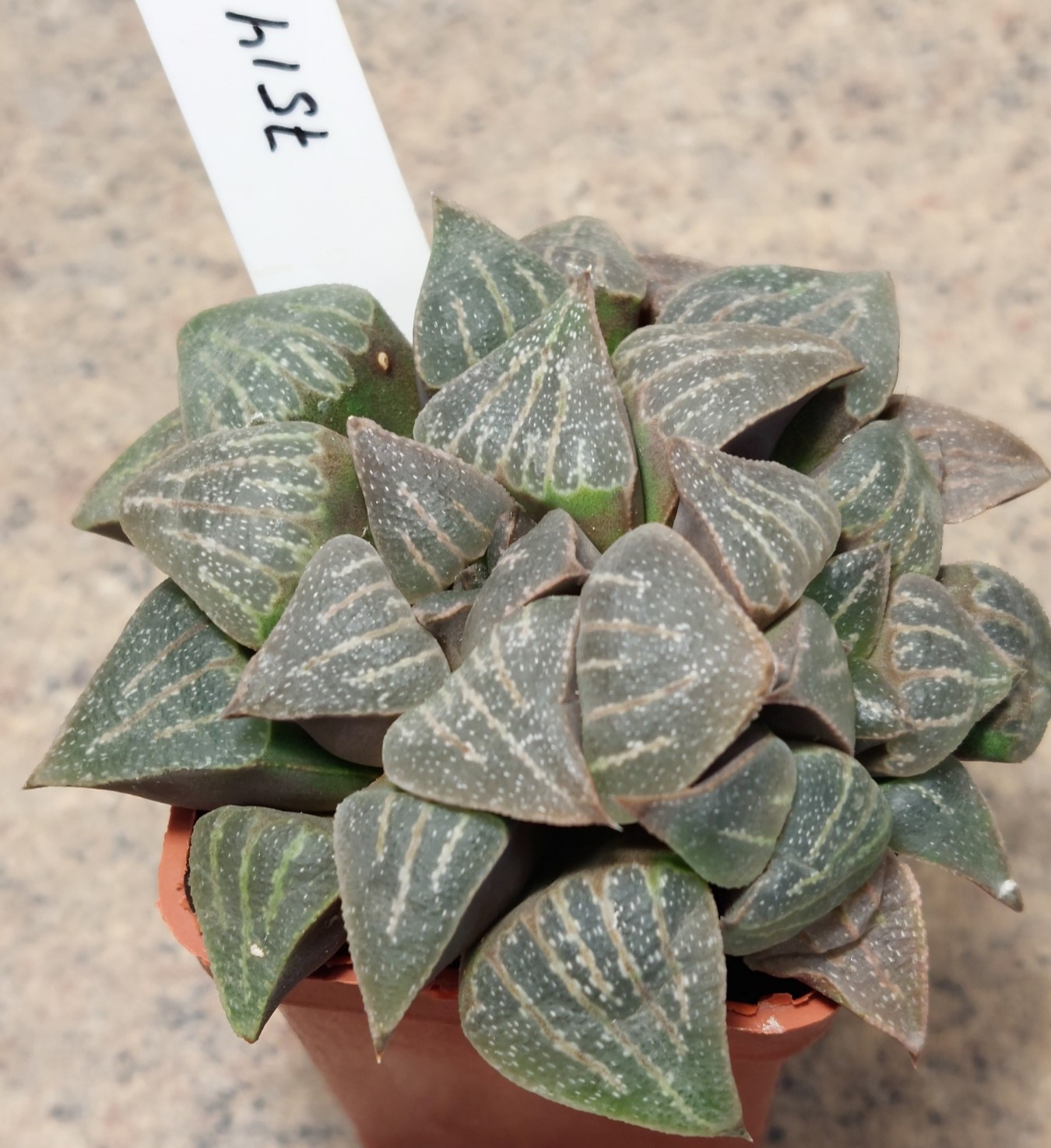 7514 Haworthia pygmaea hybrid