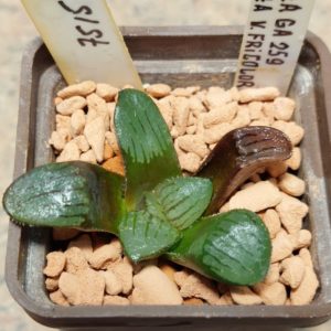 7515 Haworthia sprinbokvlakensis