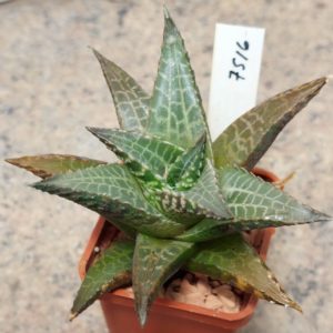 7516 Haworthia tesselata -Rooiklip-