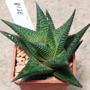 7518 Нaworthia limifolia ex.variegata ’Sekkanden’