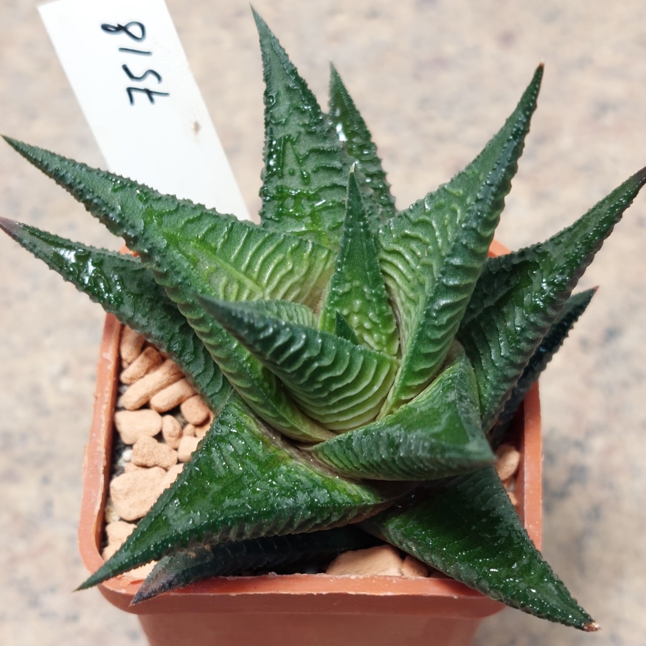 7518 Нaworthia limifolia ex.variegata ’Sekkanden’