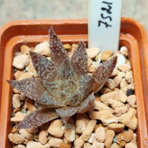7521 Haworthia maraisii x 'Yulia' F2