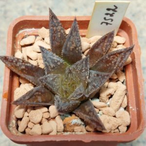 7522 Haworthia maraisii x 'Yulia' F2