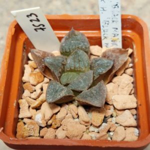 7523 Haworthia VA4330B x 'Black Major'