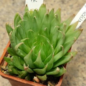 7527 Haworthia gracilis