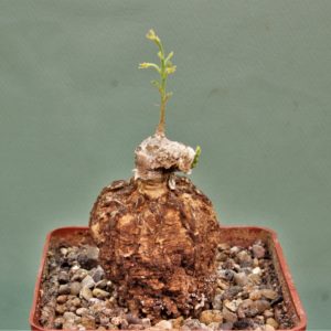 Adenia-aff.-Stenodactula-Madibira-Tanzania-4