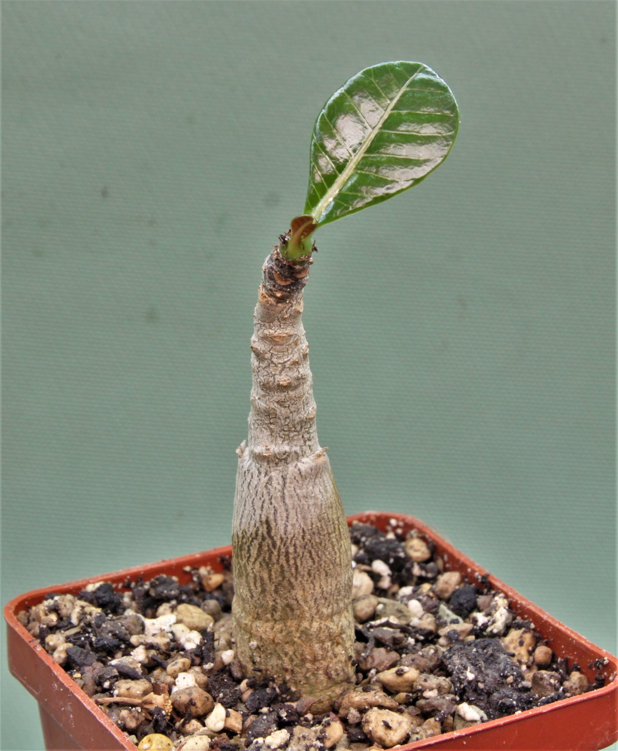 Adenium-dhofarense-Oman. Редкость. Новинка