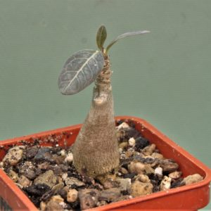 Adenium-socotranum