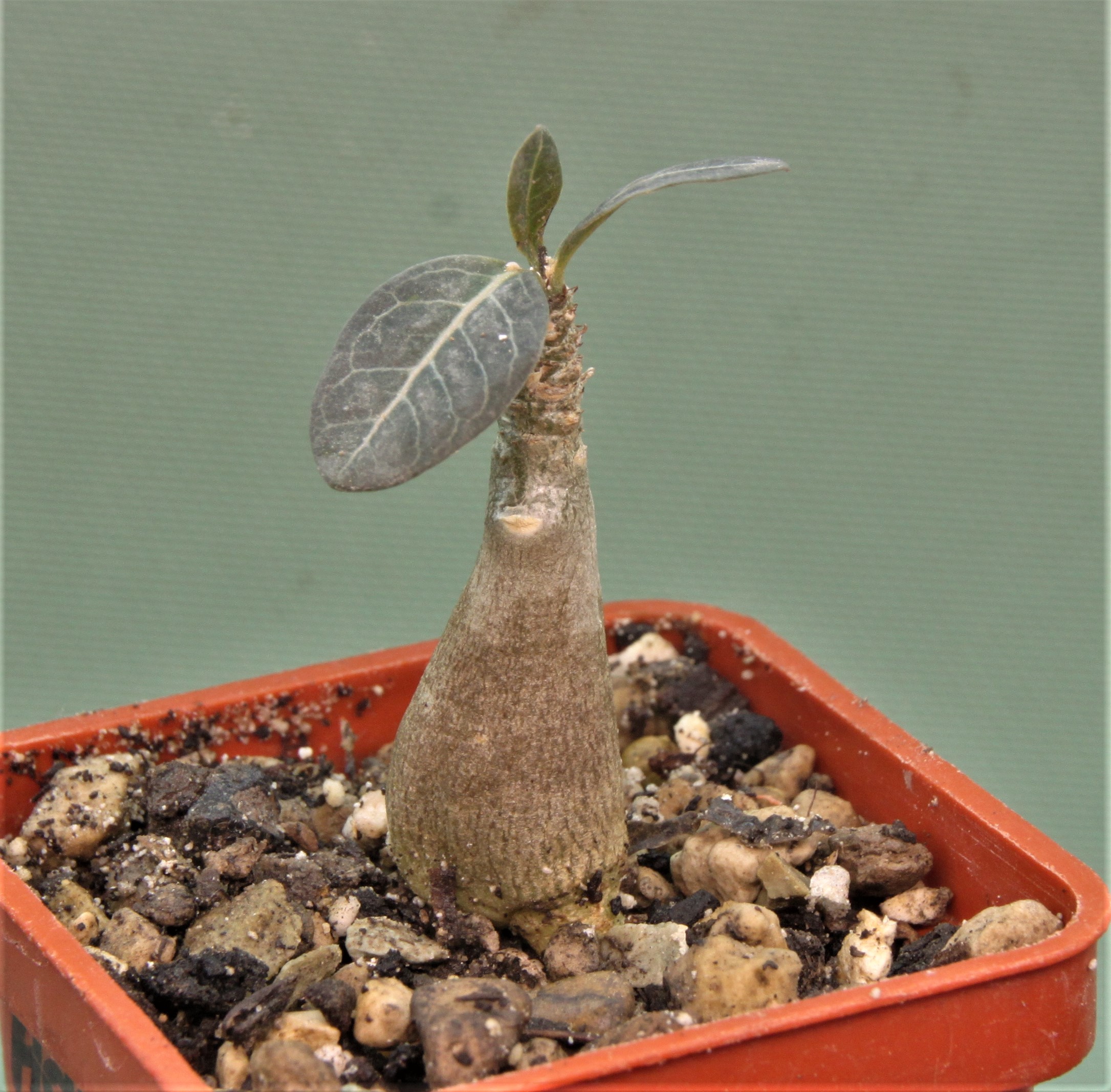 Adenium-socotranum