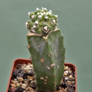 Astrophytum-asterias-roseoflorum-P5