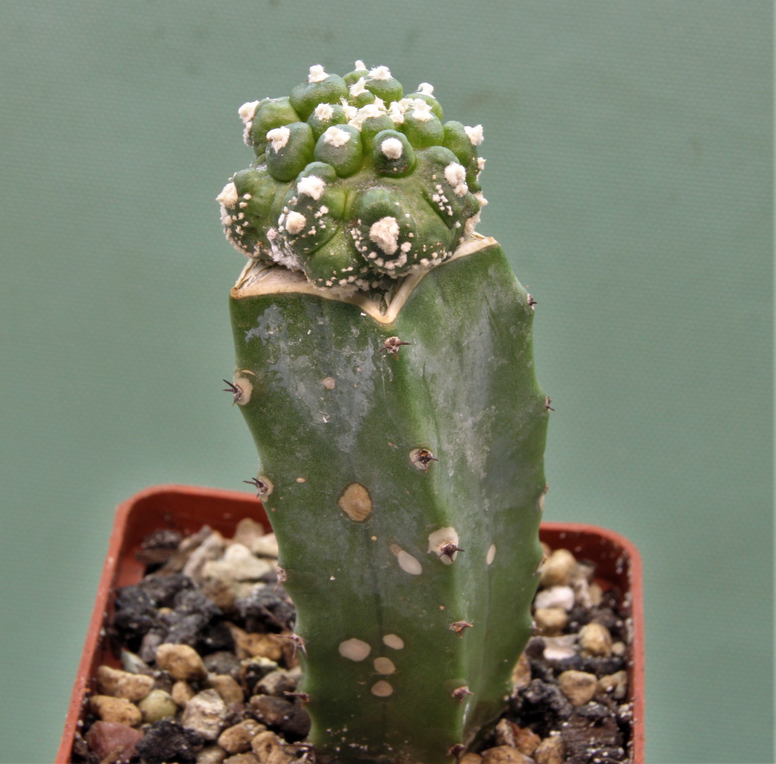 Astrophytum-asterias-roseoflorum-P5