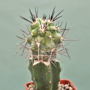 Copiapoa-montana-1.