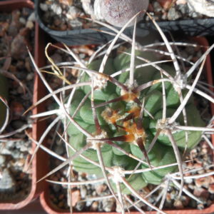 Gymnocalycium hybopleurum - v. ferox