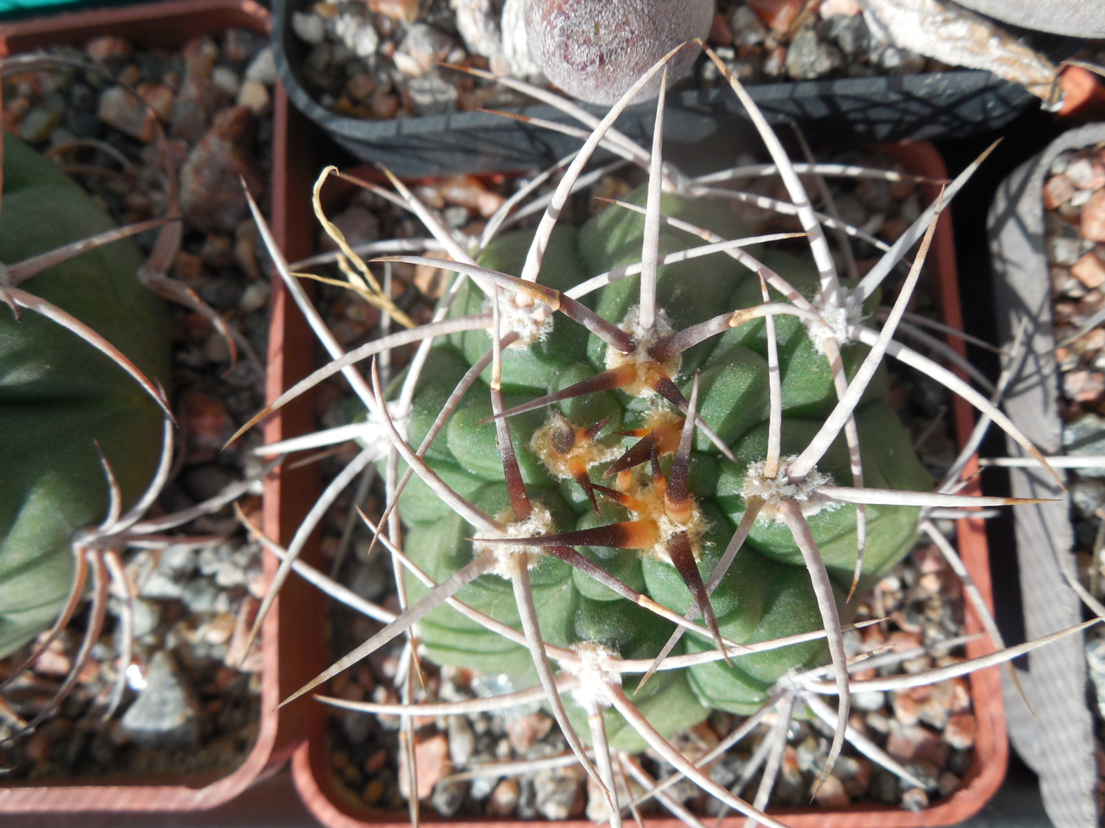 Gymnocalycium hybopleurum - v. ferox