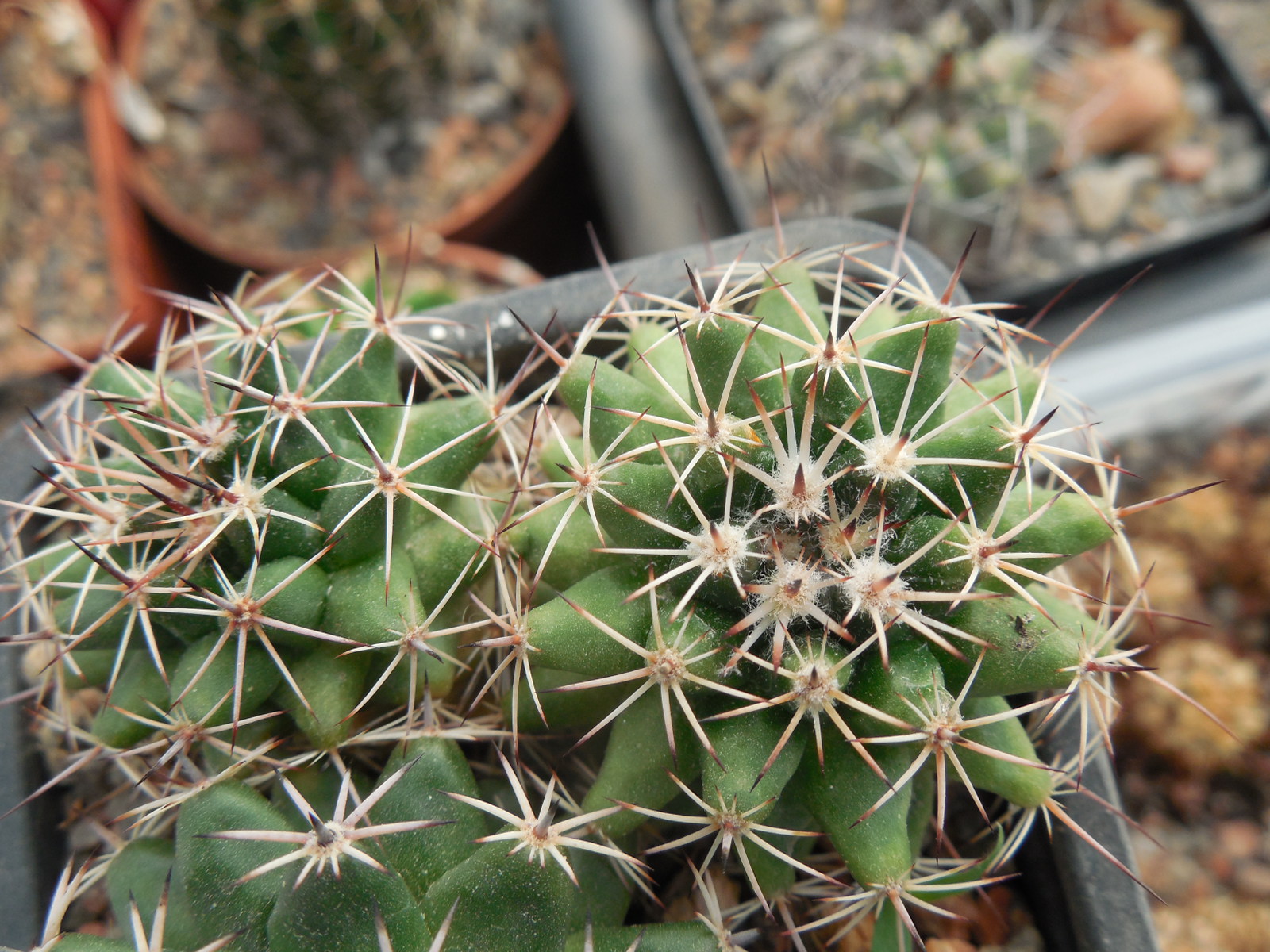 Mammillaria magnimamma Repp 906 - Hasienda de los Arcos