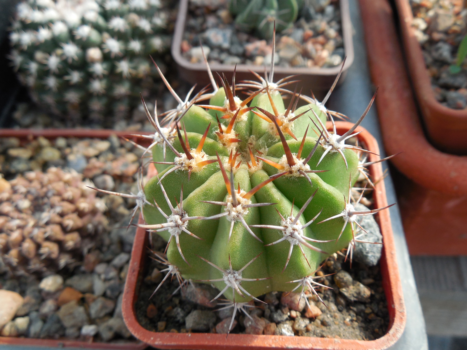 Acanthocalycium peitsherianum P 767