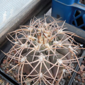 Gymnocalycium spegazzinii - v. punilense