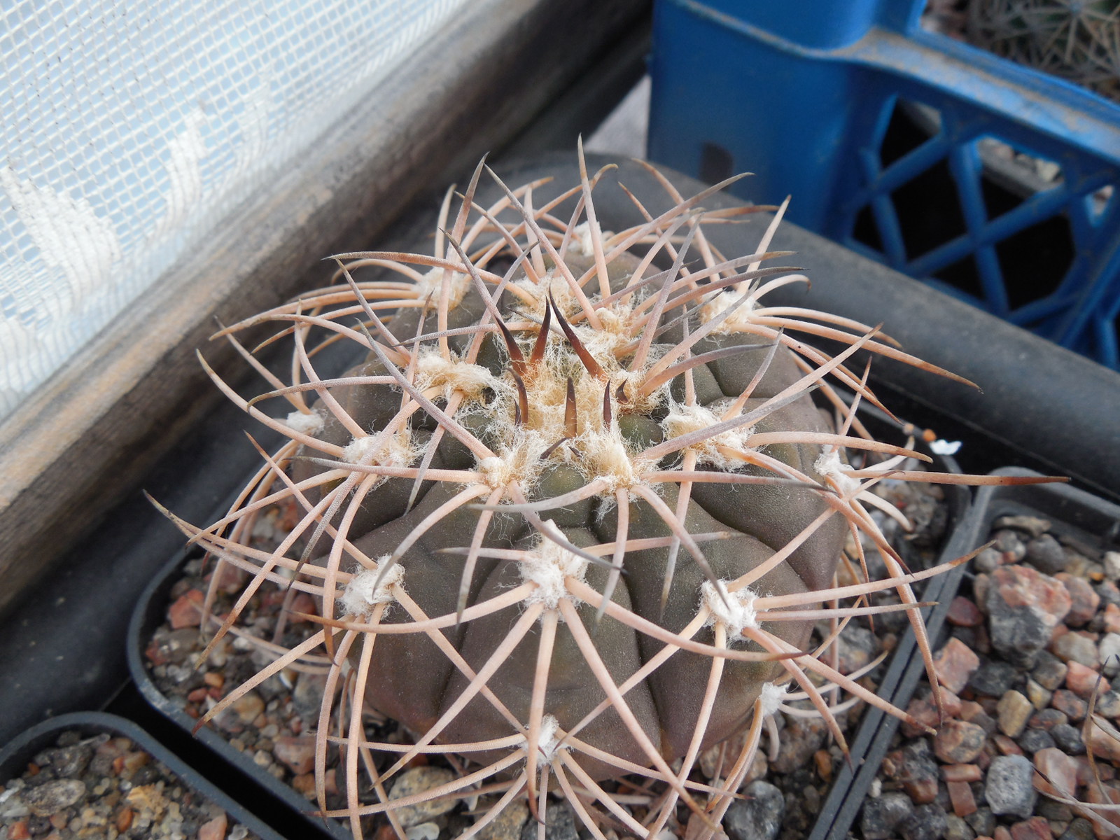 Gymnocalycium spegazzinii - v. punilense